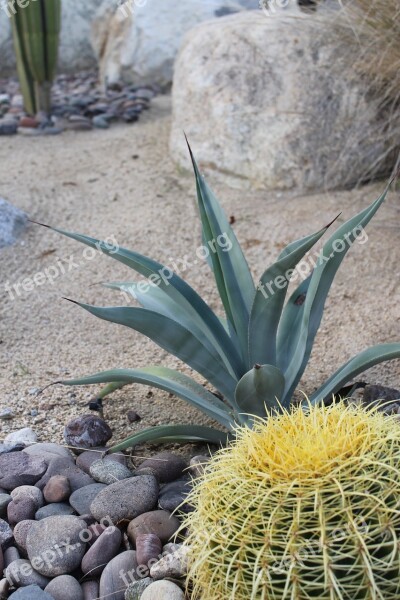 Cactus Palm Springs Desert Nature Plant