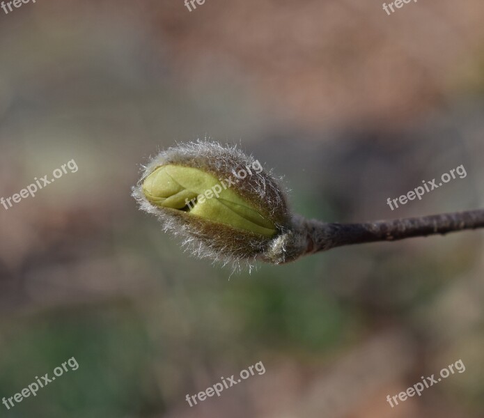 Star Magnolia Blossom Bud Star Magnolia Magnolia Shrub Garden