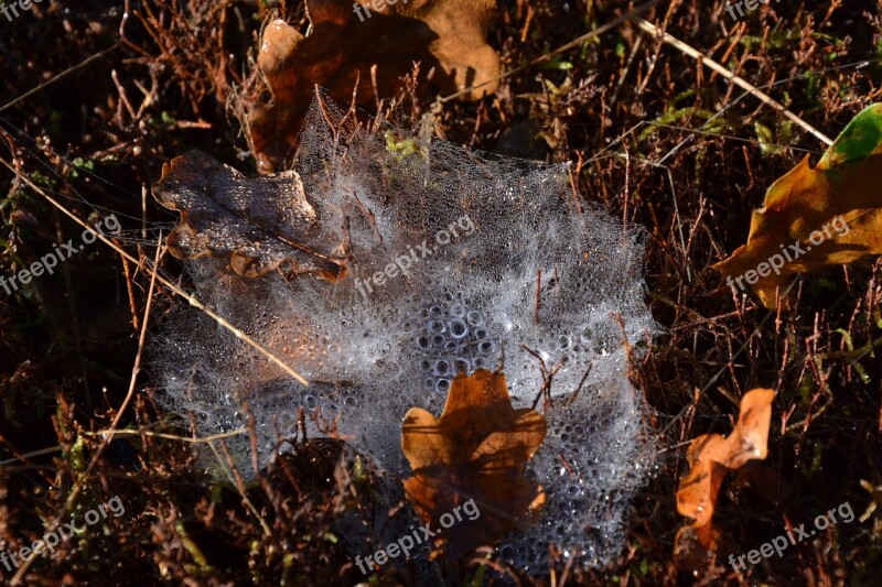 Canvas Spider Spider Web Macro The Nature