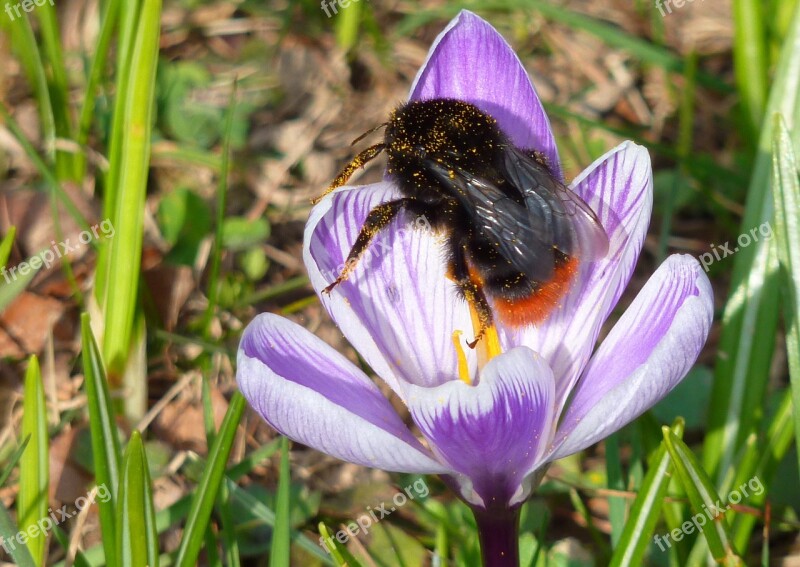 Hummel Blossom Bloom Insect Summer