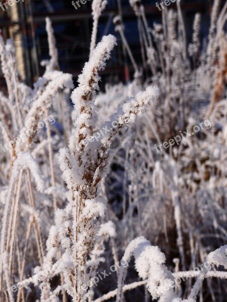 Winter Cold Ice Snow Wintry