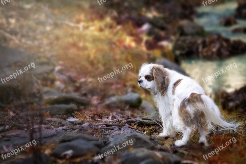 Cavalier King Charles Blenheim Spaniel