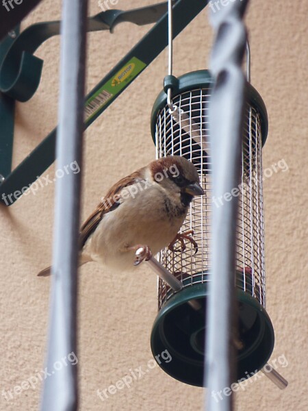 Sparrow Bird Feeder Free Photos