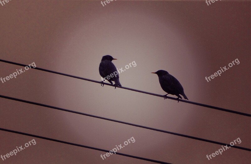 Starlings Cables Sunset Couple Starling