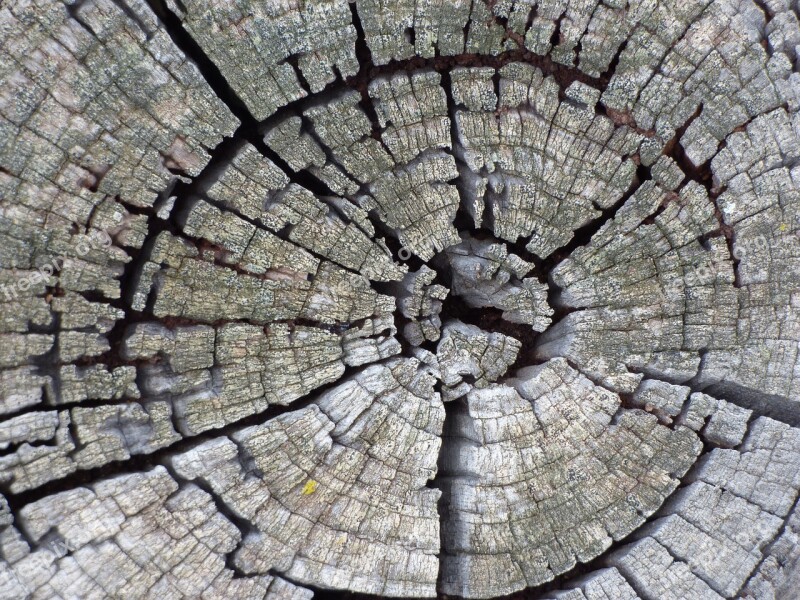 Trunk Old Rings Age Wood