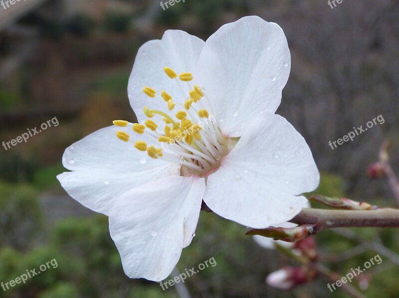 Almond Tree Flower Pistils Almond Flower Drops