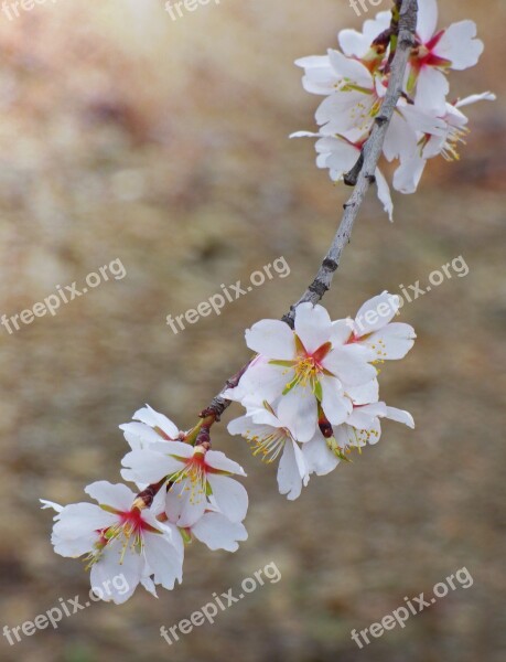 Flower Flowery Branch Almond Tree Almond Flower Drops