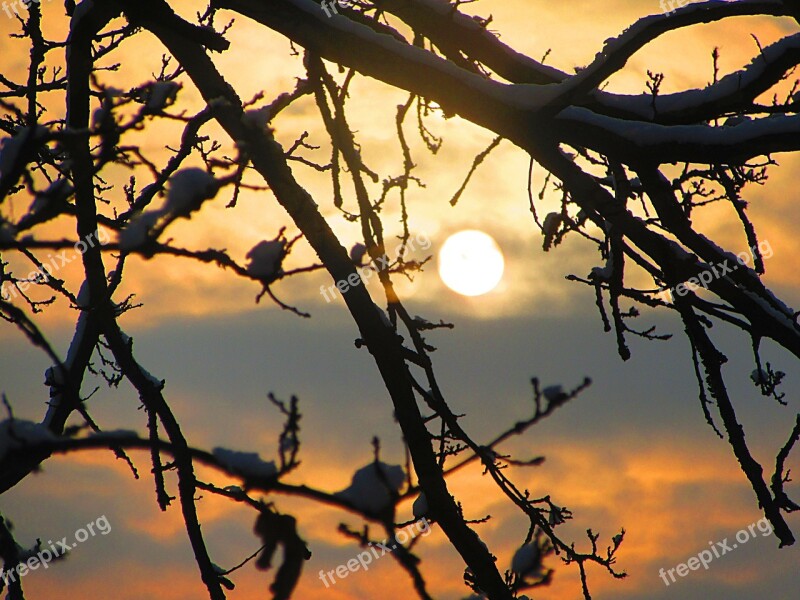 Sunrise Oak Tree Branches Tree Natural Beauty