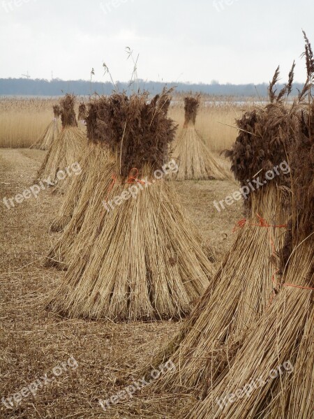 Reed Cane Harvest Swamp Weed Nature