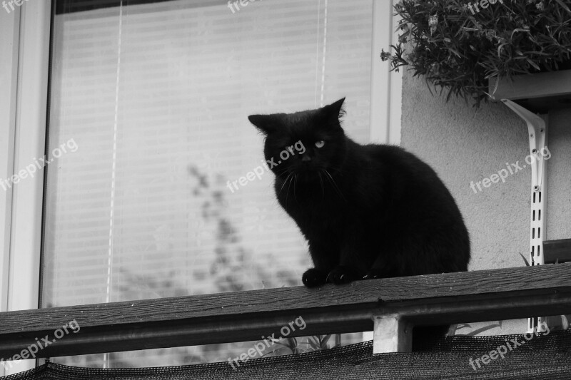 Black Cat Cat On A Balcony Cat In Angry Bad