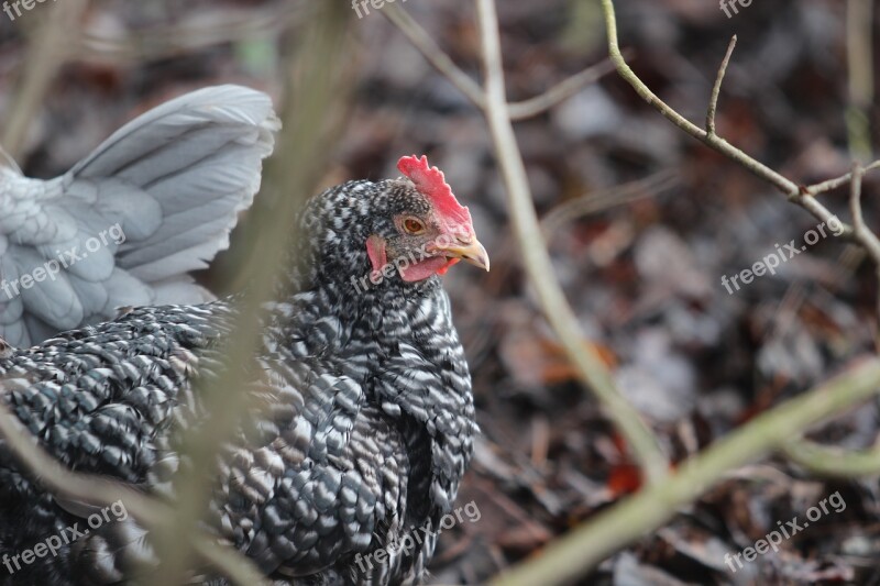 Chicken Hen Patched Black And White Freiland Chicken