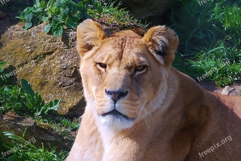 Lioness Female Lion Close Up Staring Wildlife