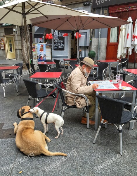 Madrid Dogs Morning In The City Newspaper Pensioner