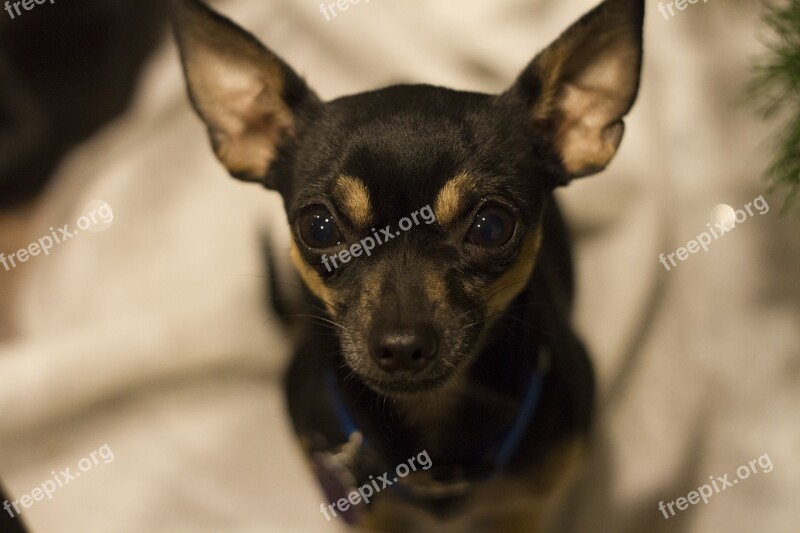 Chihuahua Black Tan Puppy Dog