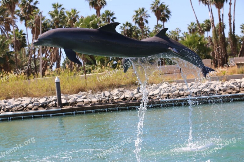 Dolphin Dolphins Leap Free Photos