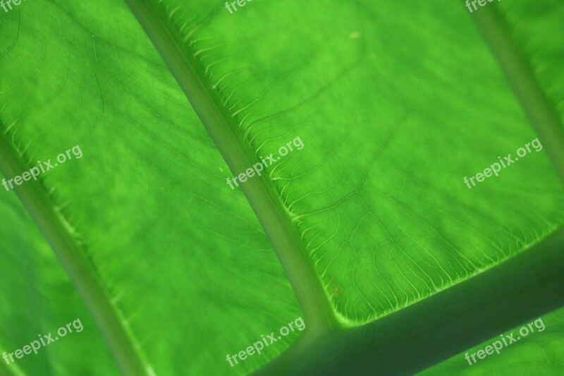 Leaf Veins Leaf Veins Nature Green