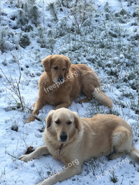 Golden Retriever Dogs Pet Big Dog Animal Portrait