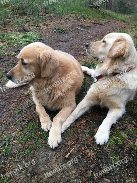 Golden Retriever Dogs Pet Big Dog Animal Portrait