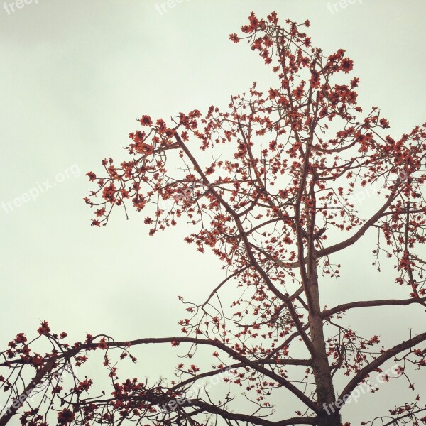 Bombax Ceiba Tree Ceiba Free Photos