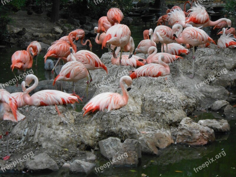 Flamingo Bird Zoo Denver Zoo Wildlife