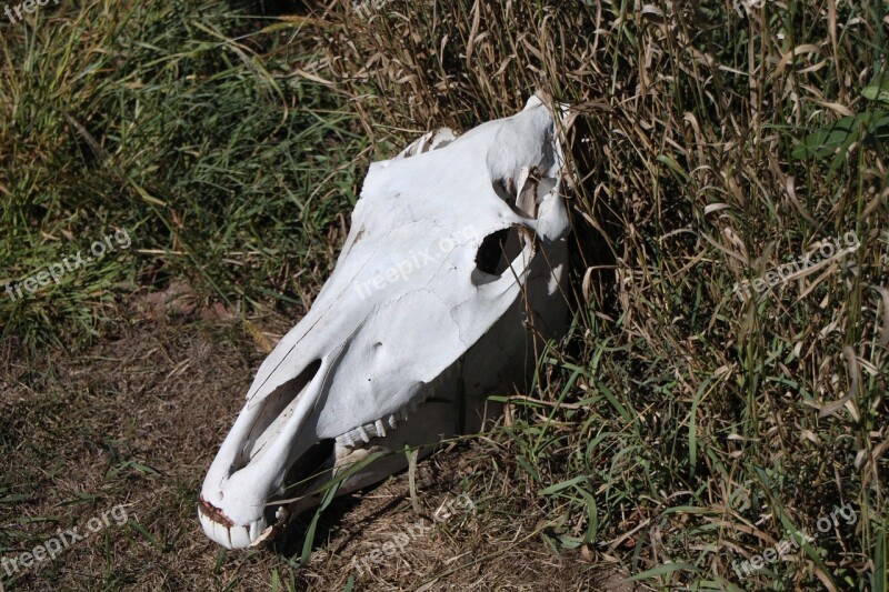 Horse Skull West Wild Cowboy