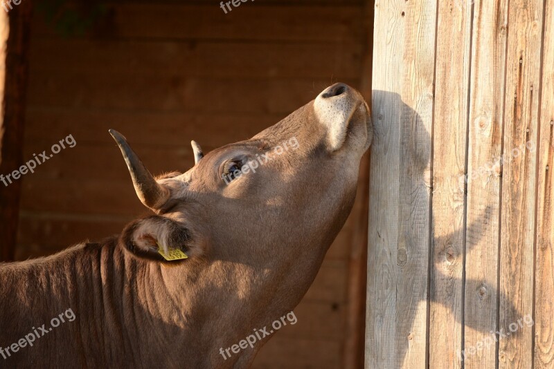 Cow Scratching Sunset Free Photos