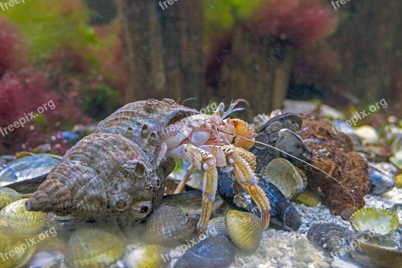 Hermit Crab North Sea Wildlife Meeresbewohner Public Record