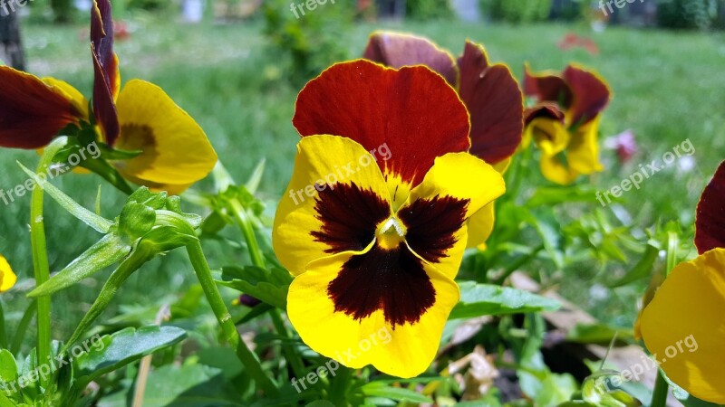 Pansy Pansy Flower Viola Tricolor Yellow Pansy Pansies