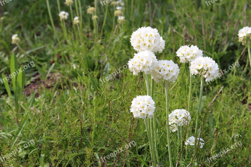 Flowers White Summer Nature Meadow