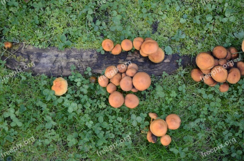 Mushrooms Mushroom Meadow Garden Tree