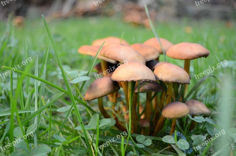 Mushrooms Mushroom Autumn Nature Garden