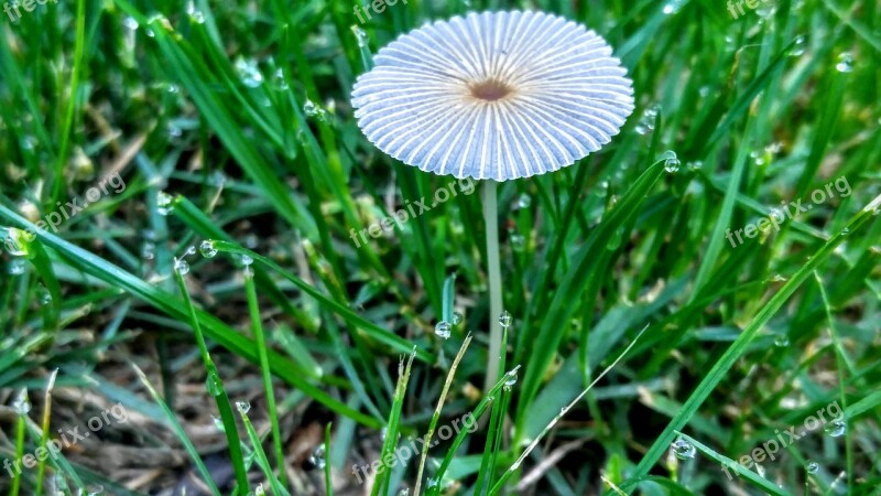 Mushroom Grass Nature Natural Green