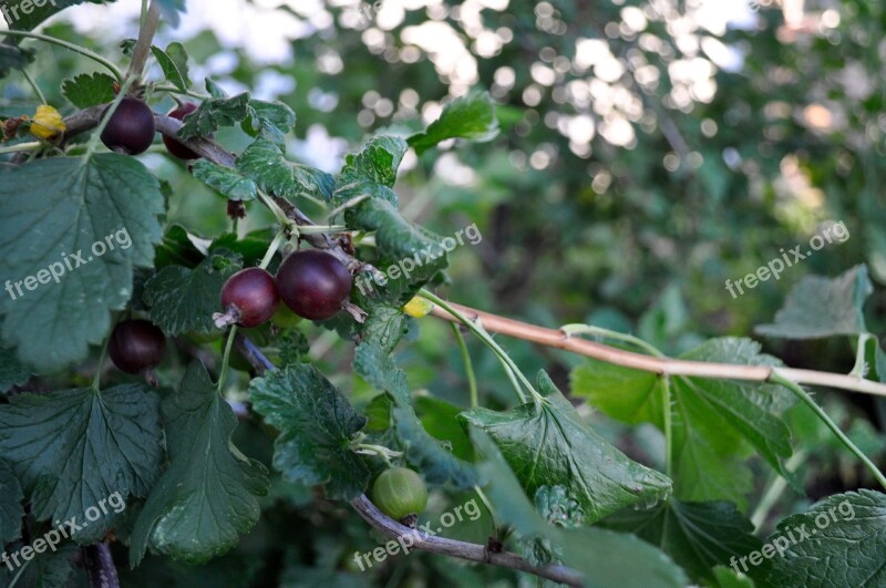 Gooseberry Orchard Fruit Berry Summer