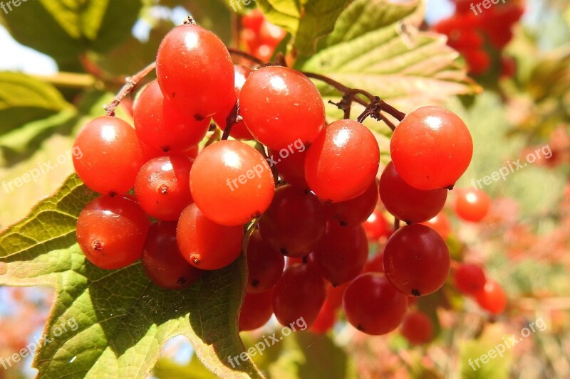 Berries Berry Red Leaves Nature Close Up