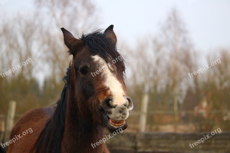 Horse Horse Head Horses Mouth Thoroughbred Arabian Brown Mold