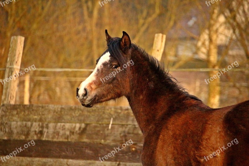 Horse Horse Head Thoroughbred Arabian Brown Mold Pferdeportrait