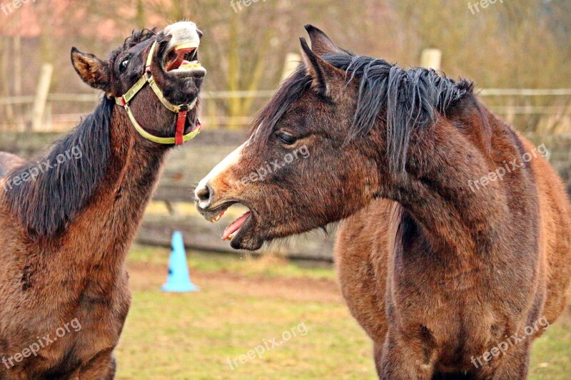 Horse Thoroughbred Arabian Brown Mold Foal Horse Head