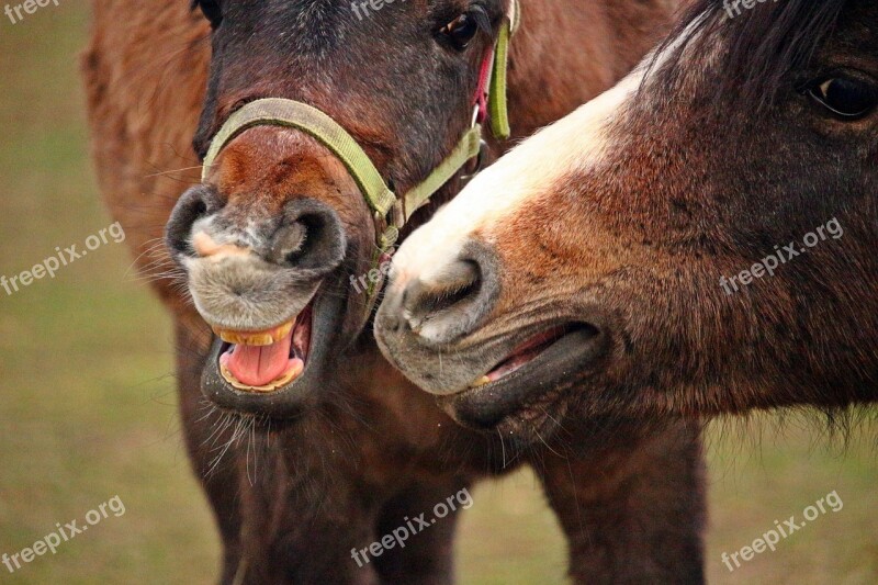 Horse Foot Horses Mouth Thoroughbred Arabian Horse Head