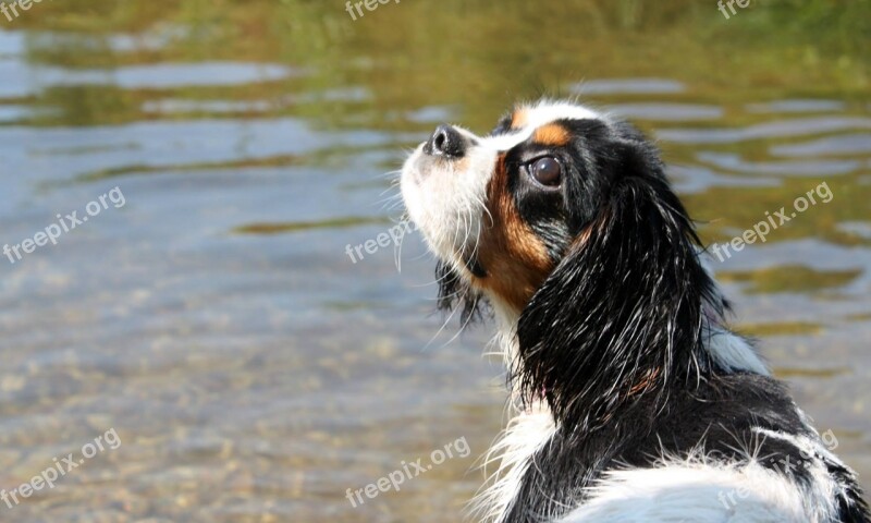 Puppy Dog Obedient Alert Looking