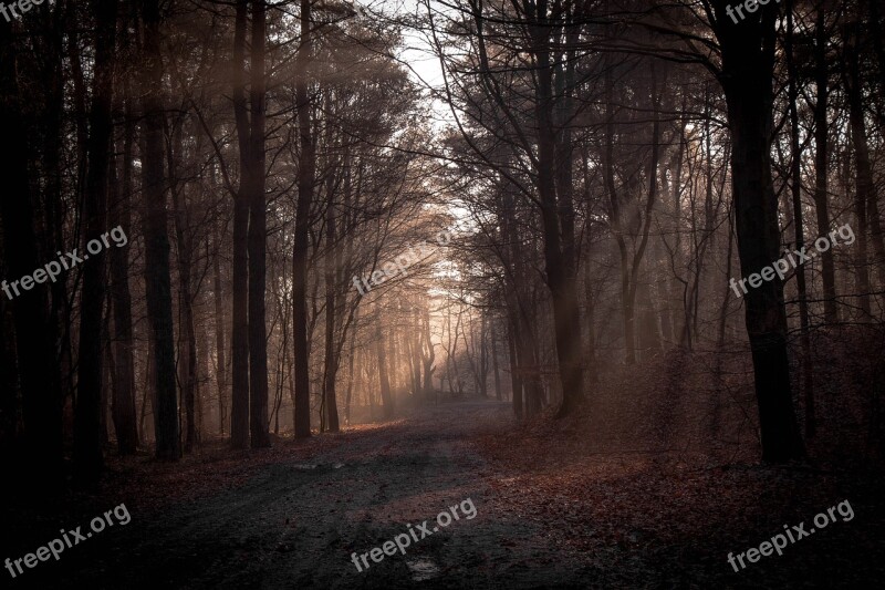 Sunbeam Forest Nature Landscape Sunlight