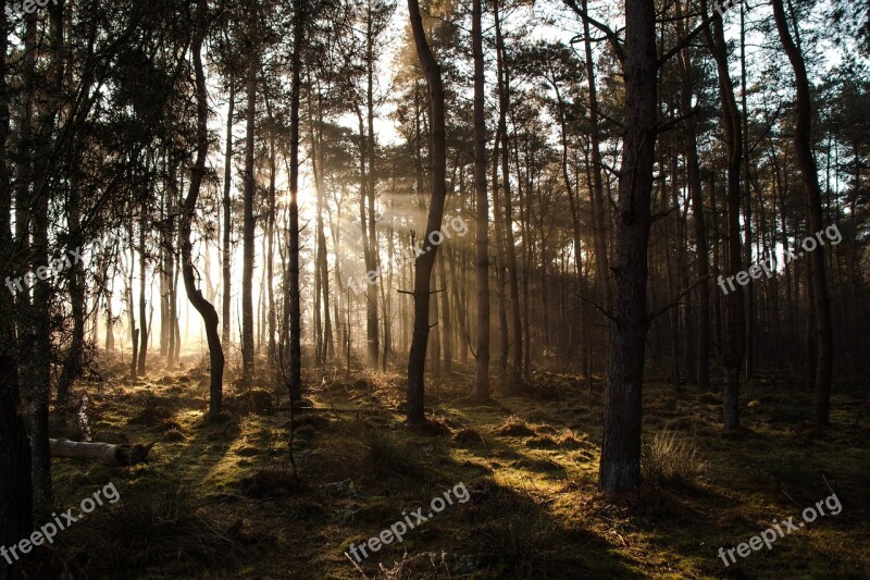 Sunbeam Forest Nature Landscape Sunlight