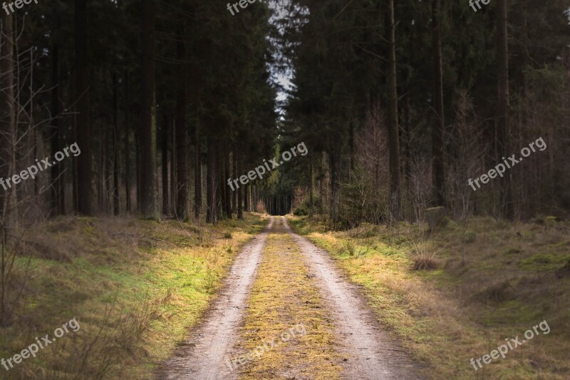 Dirt Road Forest Tree Landscape Nature