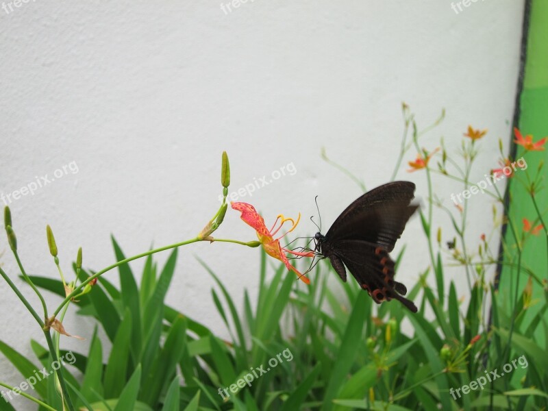 Butterfly Adopt Honey Flower Free Photos