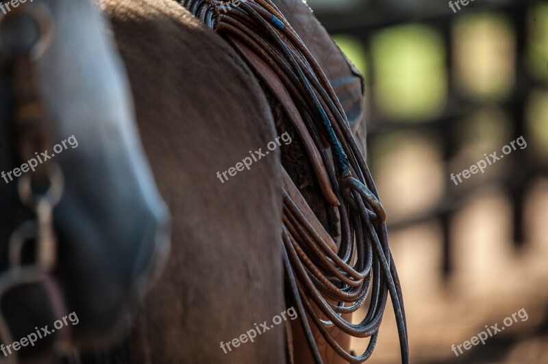 Horse Farm Field Animals Cattle