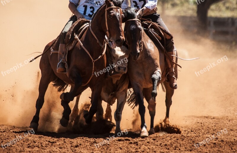 Horse Farm Field Animals Cattle