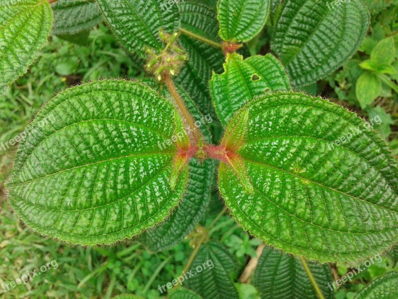 Plant Nettle Nature Biodiversity Leaf