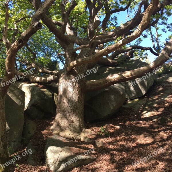 Windswept Oak Summer Free Photos