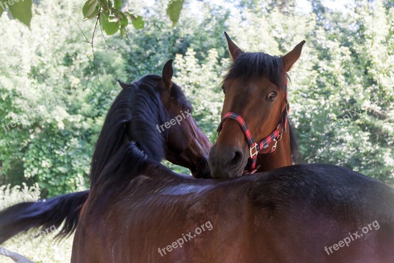 Horse Horses Animals Farm Nature