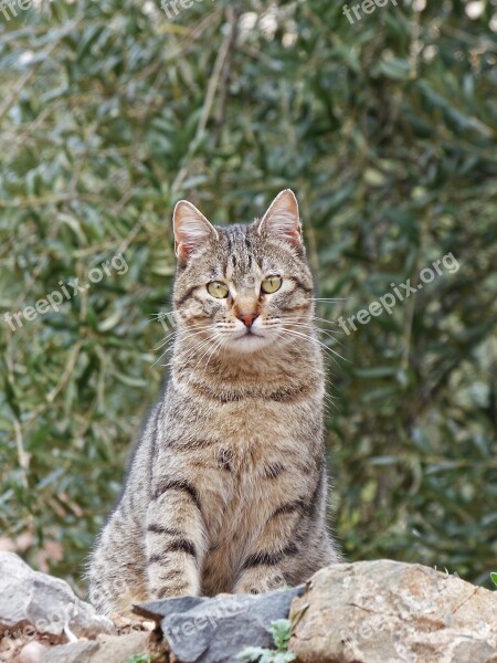 Cat Housecat Stalking Detail Brindle