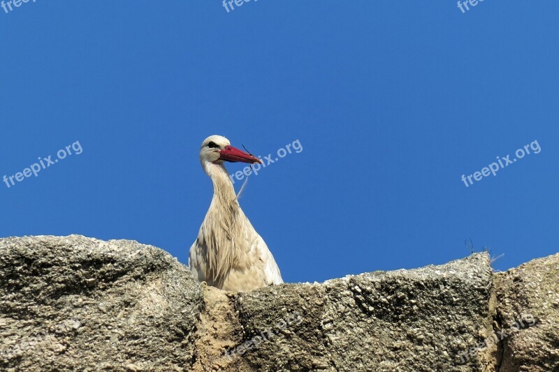 Stork Bird Spain Feathers Nature